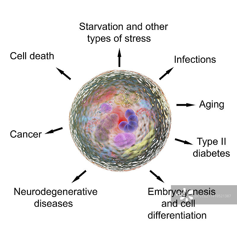 自噬功能图示图片素材