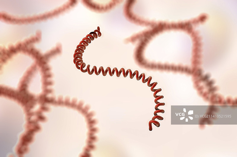 钩端螺旋体细菌图片素材