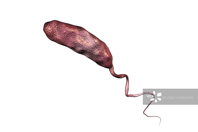 霍乱细菌，图示图片素材