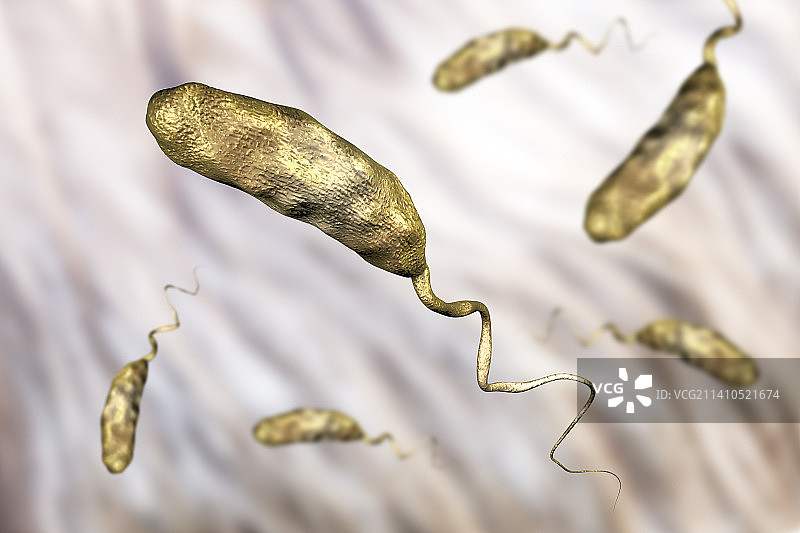 霍乱细菌，图示图片素材