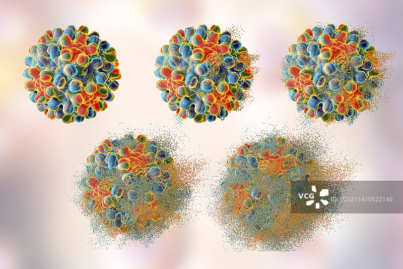 乙型肝炎病毒的破坏，图示图片素材