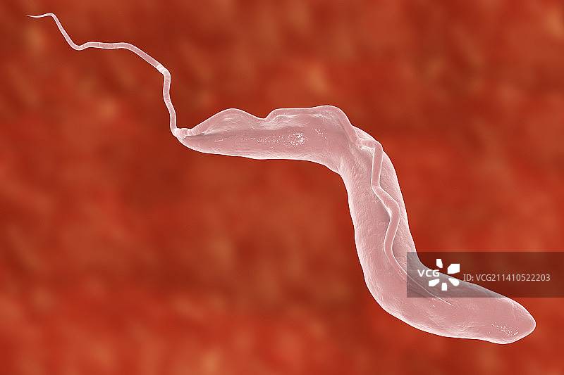 昏睡病寄生虫，图示图片素材