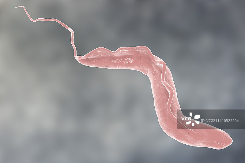 昏睡病寄生虫，图示图片素材