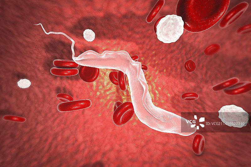 昏睡病寄生虫，图示图片素材