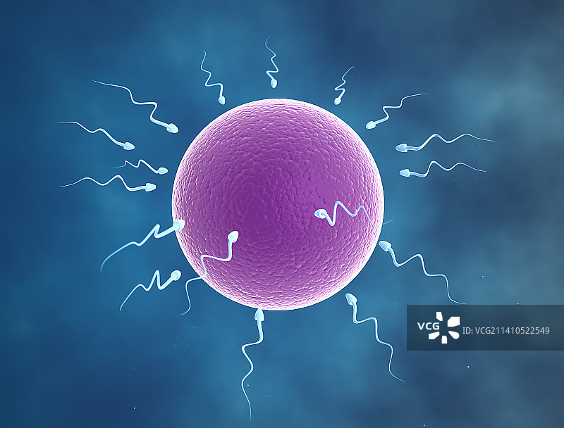 人类精子和卵子图片素材