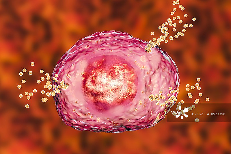 释放组胺的肥大细胞，图示图片素材