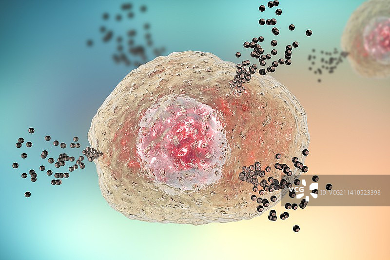 释放组胺的肥大细胞，图示图片素材