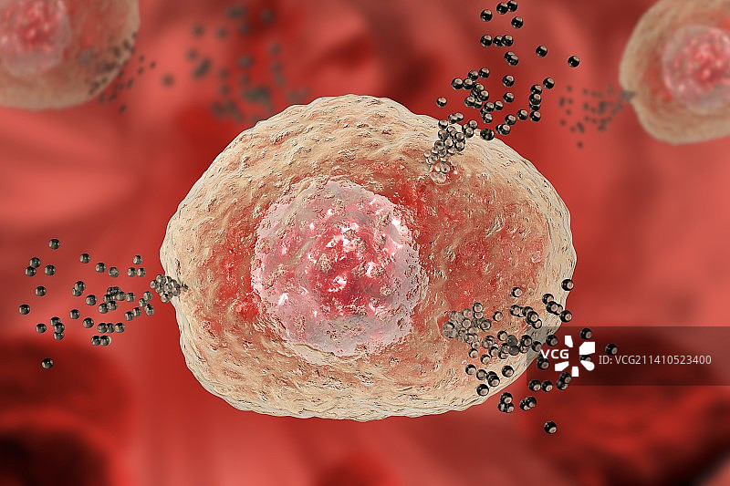 释放组胺的肥大细胞，图示图片素材