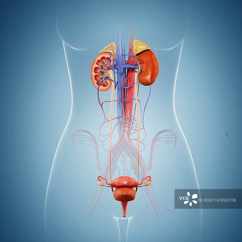 女性生殖系统插图图片素材
