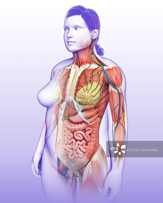 女性解剖学、插画图片素材