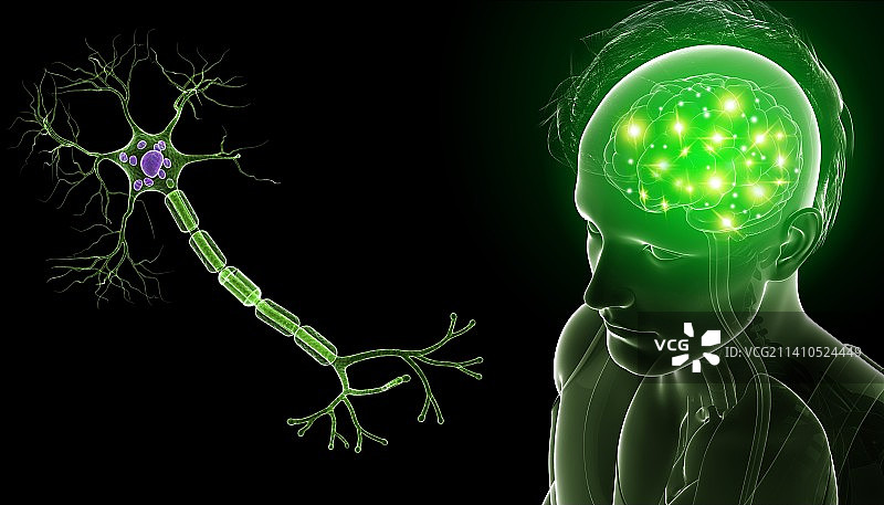 大脑和神经细胞插图图片素材