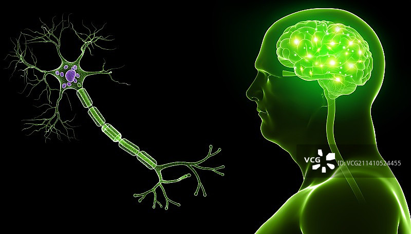 大脑和神经细胞插图图片素材