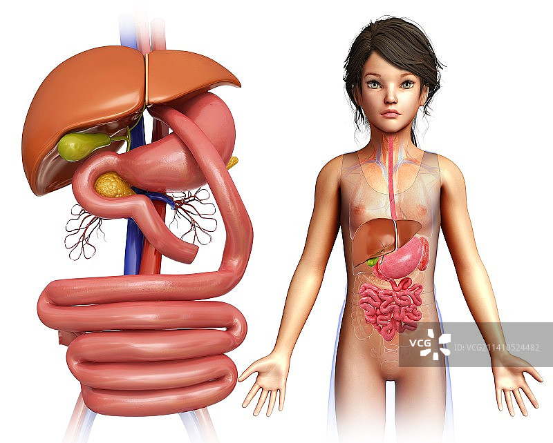 胃旁路手术示意图图片素材