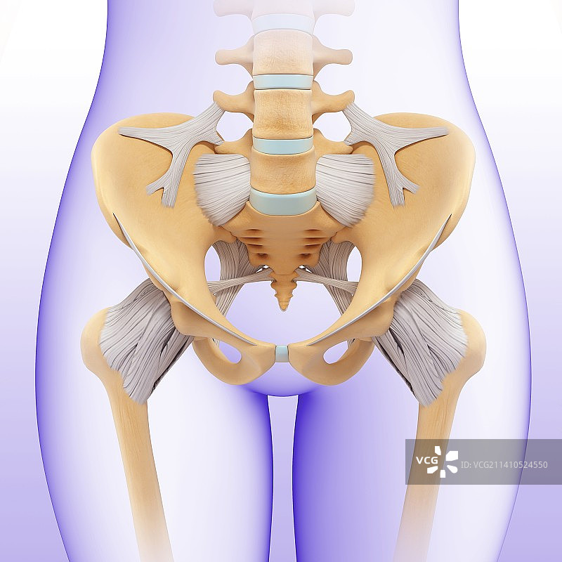 女性骨盆插图图片素材