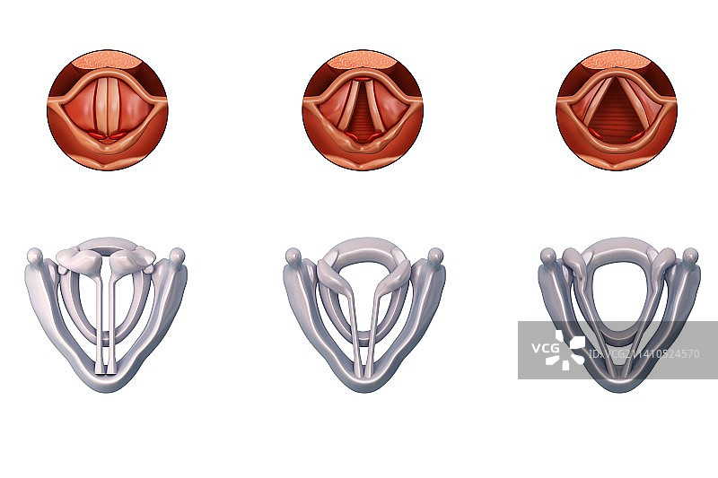 声带解剖结构插图图片素材
