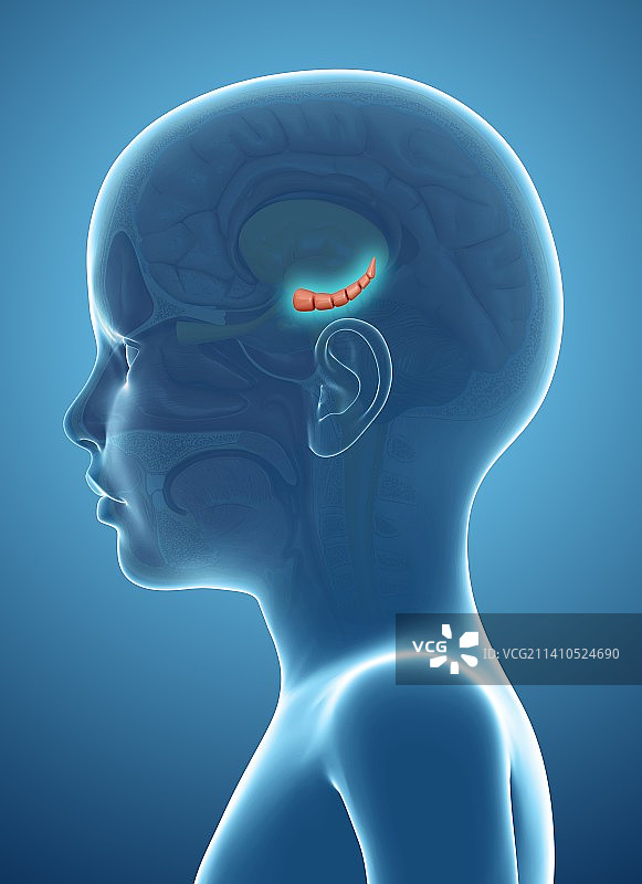 儿童大脑中的海马图片素材