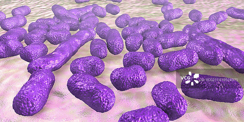 鲍曼不动杆菌图片素材