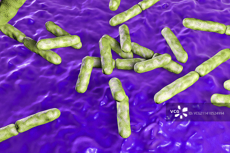 双歧杆菌细菌示意图图片素材
