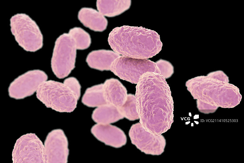 百日咳杆菌，图示图片素材