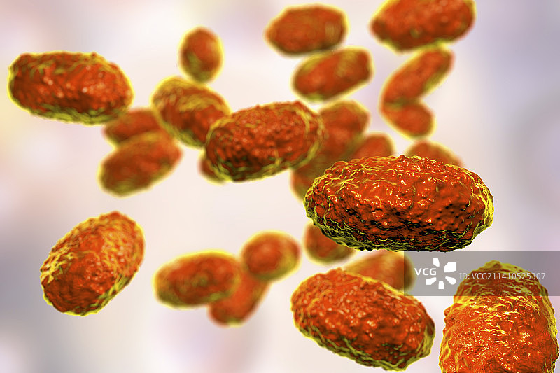 百日咳杆菌，图示图片素材