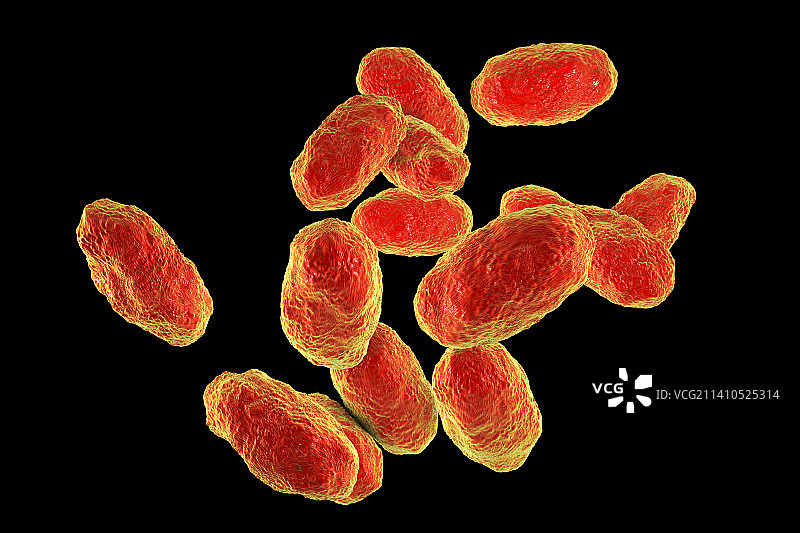 流感嗜血杆菌细菌插图图片素材