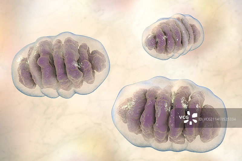 线粒体，图示图片素材