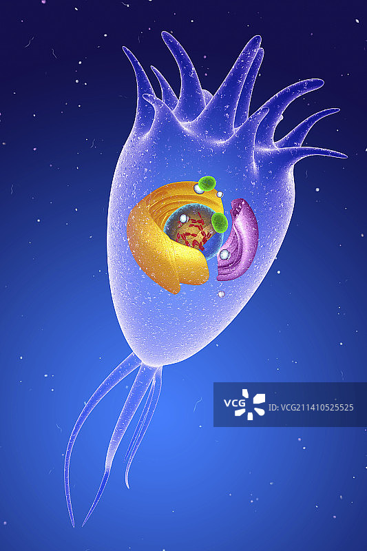 中枢神经系统细胞，图示图片素材