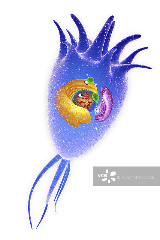 中枢神经系统细胞，图示图片素材