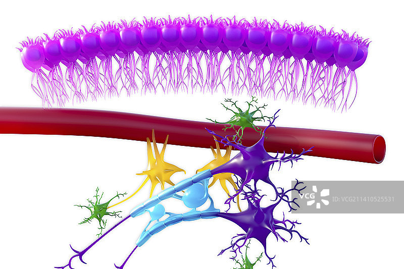 大脑神经组织，图示图片素材