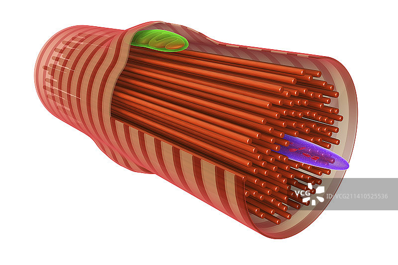 心肌细胞图图片素材