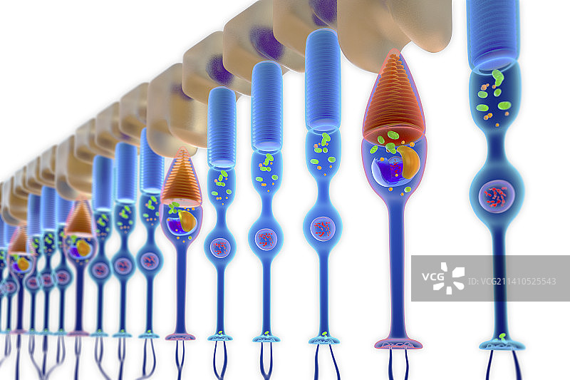 视杆细胞和视锥细胞图示图片素材