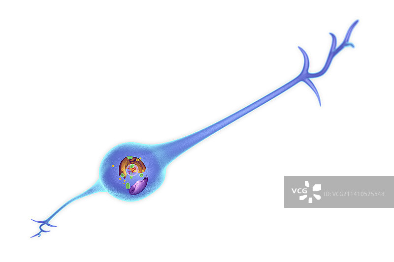 神经胶质细胞插图图片素材