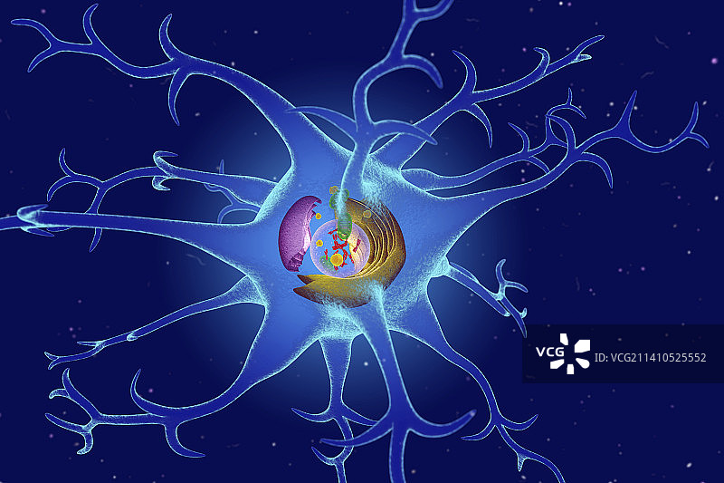 神经细胞，图解图片素材