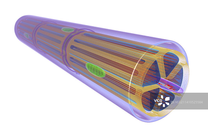 骨骼肌插图图片素材