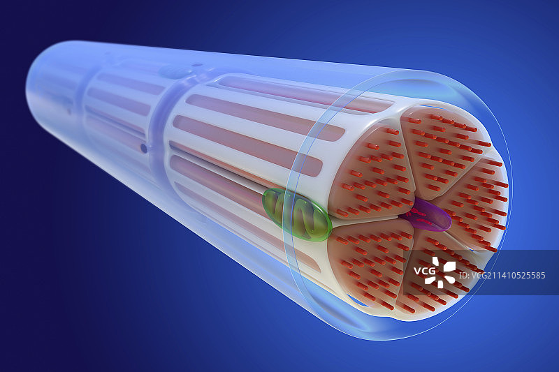 骨骼肌插图图片素材