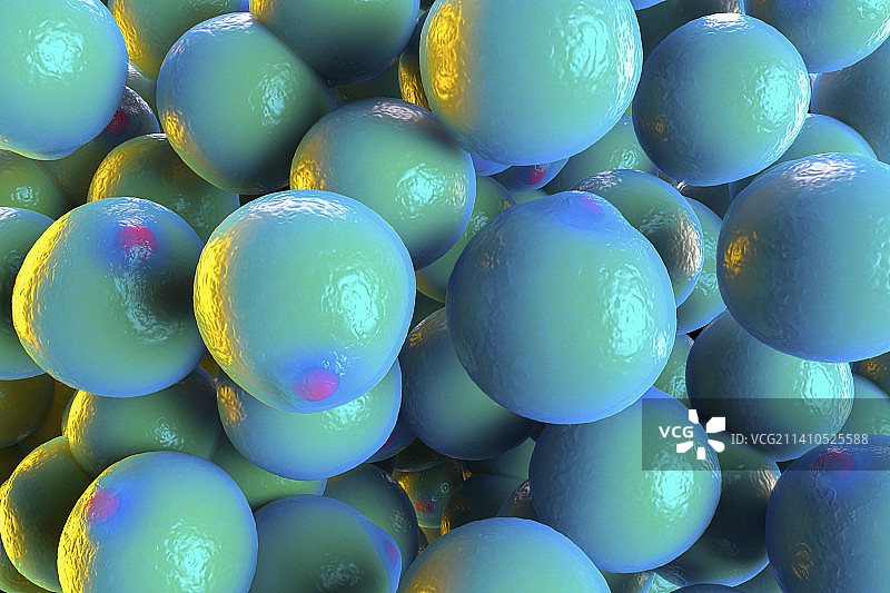 脂肪细胞图图片素材