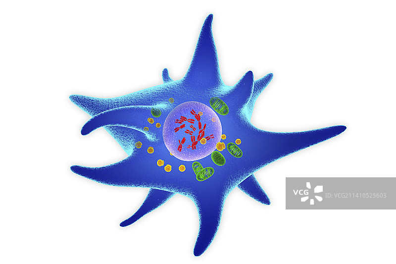 朗格汉斯细胞图示图片素材