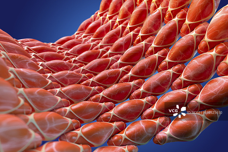 平滑肌插图图片素材