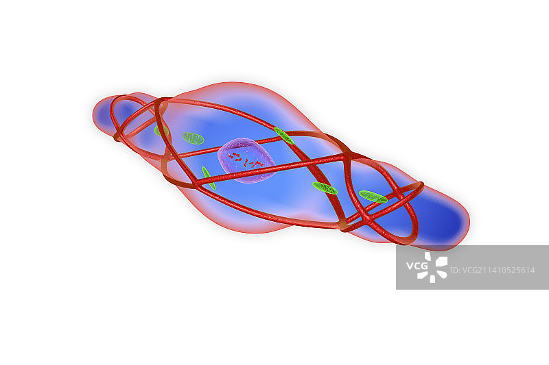 收缩的平滑肌肉细胞，图示图片素材
