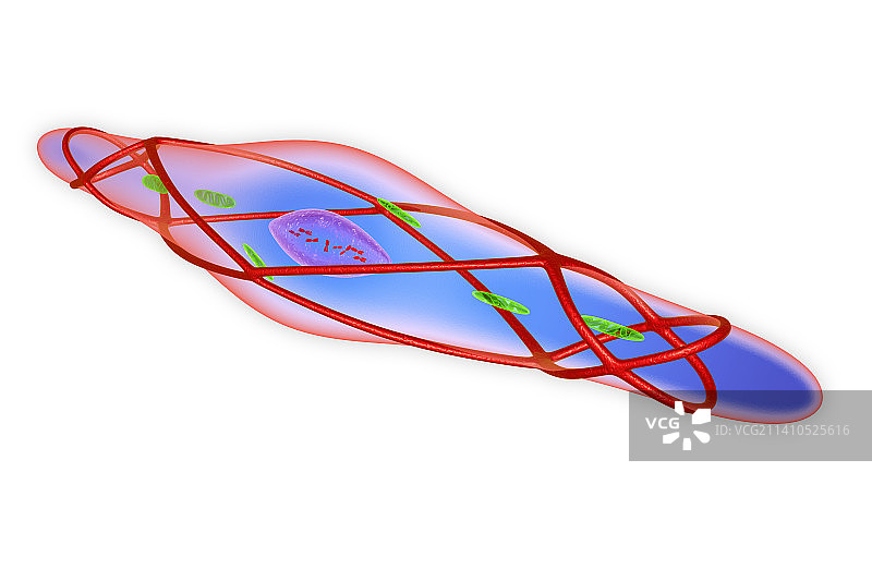放松的平滑肌细胞，图示图片素材
