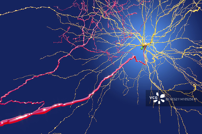 神经细胞插图图片素材