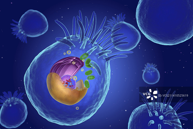 动物细胞图示图片素材