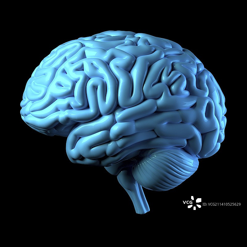 人脑，插图图片素材