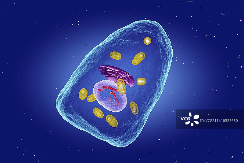 成骨细胞图示图片素材