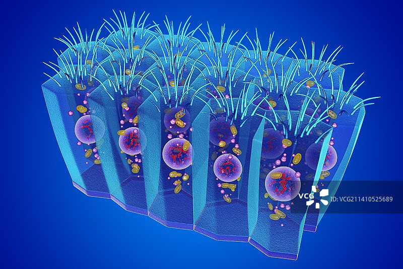柱状上皮细胞插图图片素材