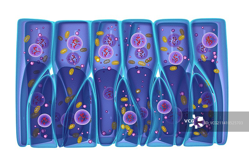 假复层上皮，图示图片素材