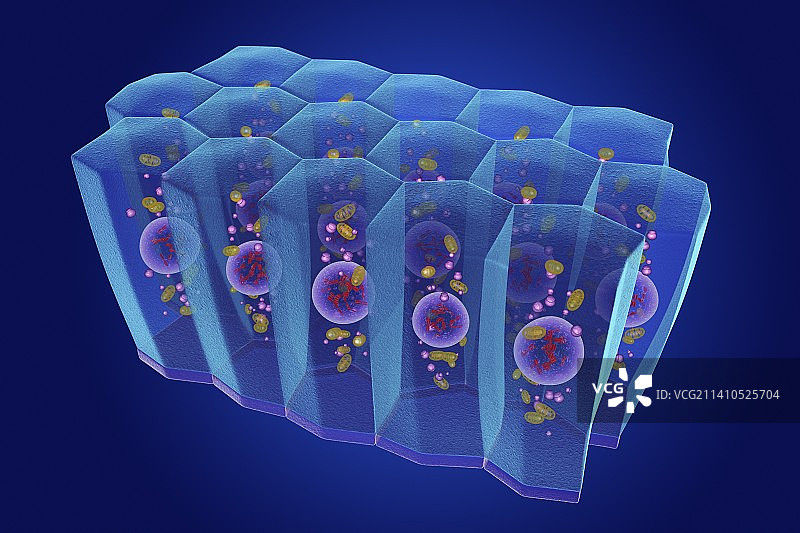 简约柱状上皮细胞插图图片素材