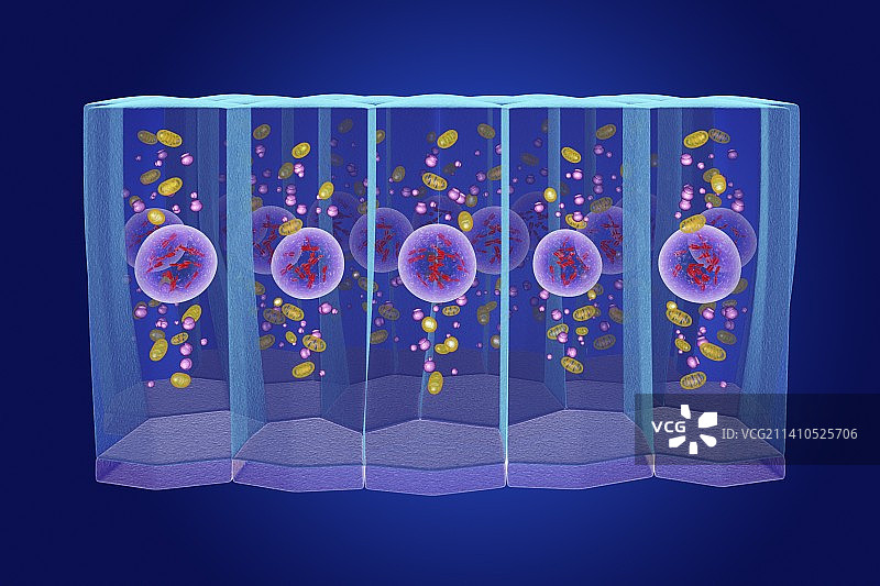 简约柱状上皮细胞插图图片素材