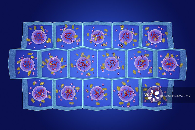 简约柱状上皮细胞插图图片素材