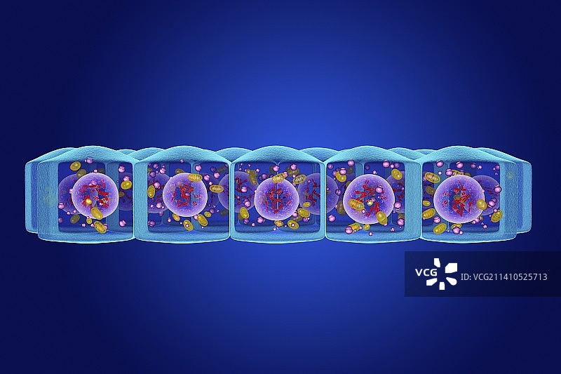 简约柱状上皮细胞插图图片素材